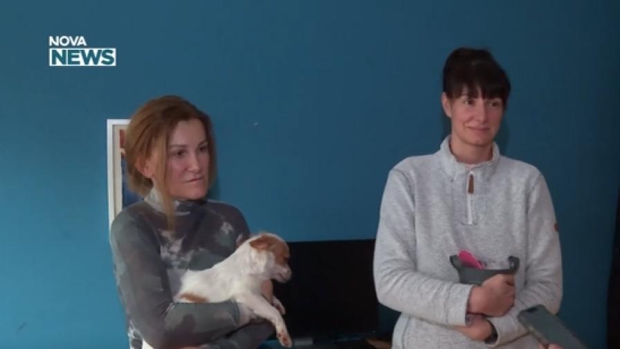 Фондация "Шаро" събира старите стотинки за грижа за бездомни животни