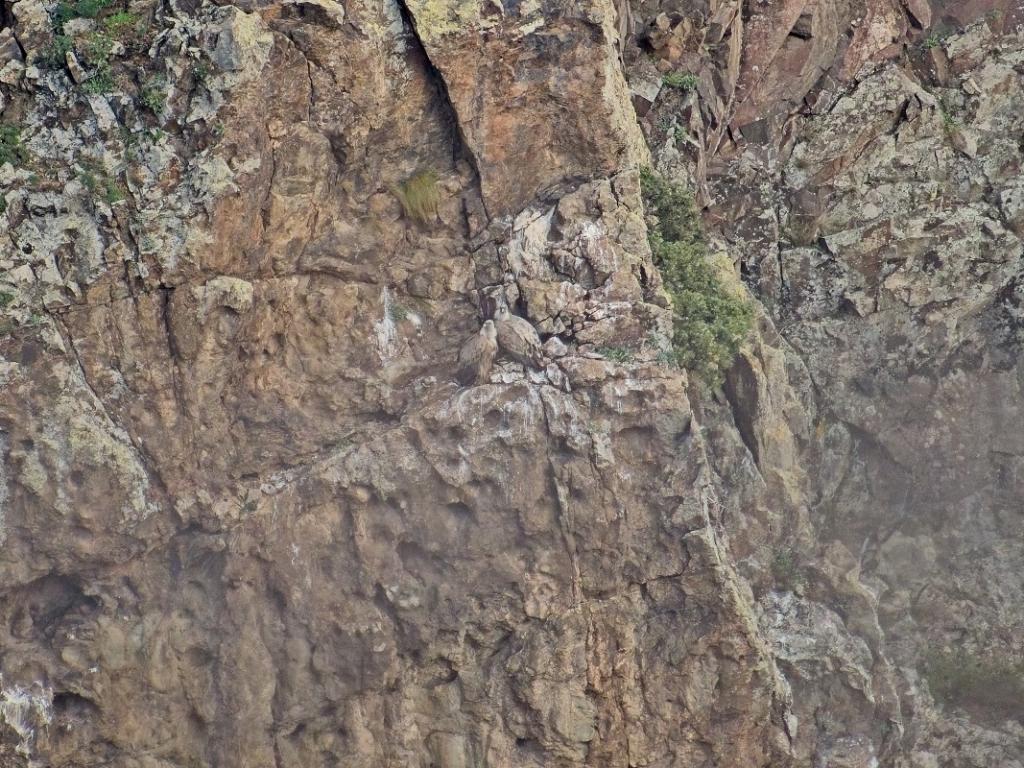 Рекорд в броя на белоглавия лешояд у нас