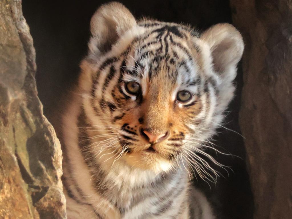 Бенгалско тигърче в Старозагорския зоопарк