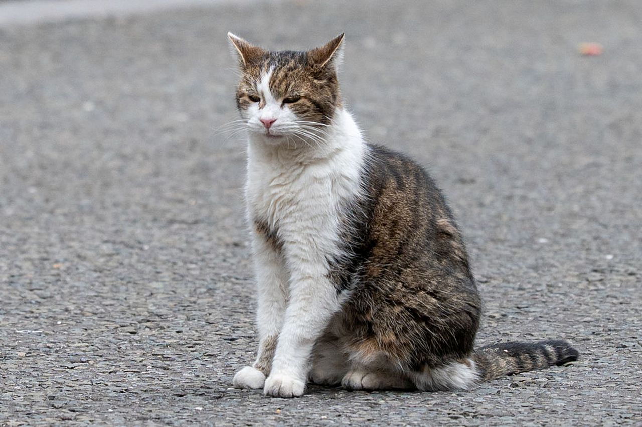 Котаракът Лари от "Даунинг стрийт" предизвика хаос на срещата на полския президент Карол Навроцки със Стармър
