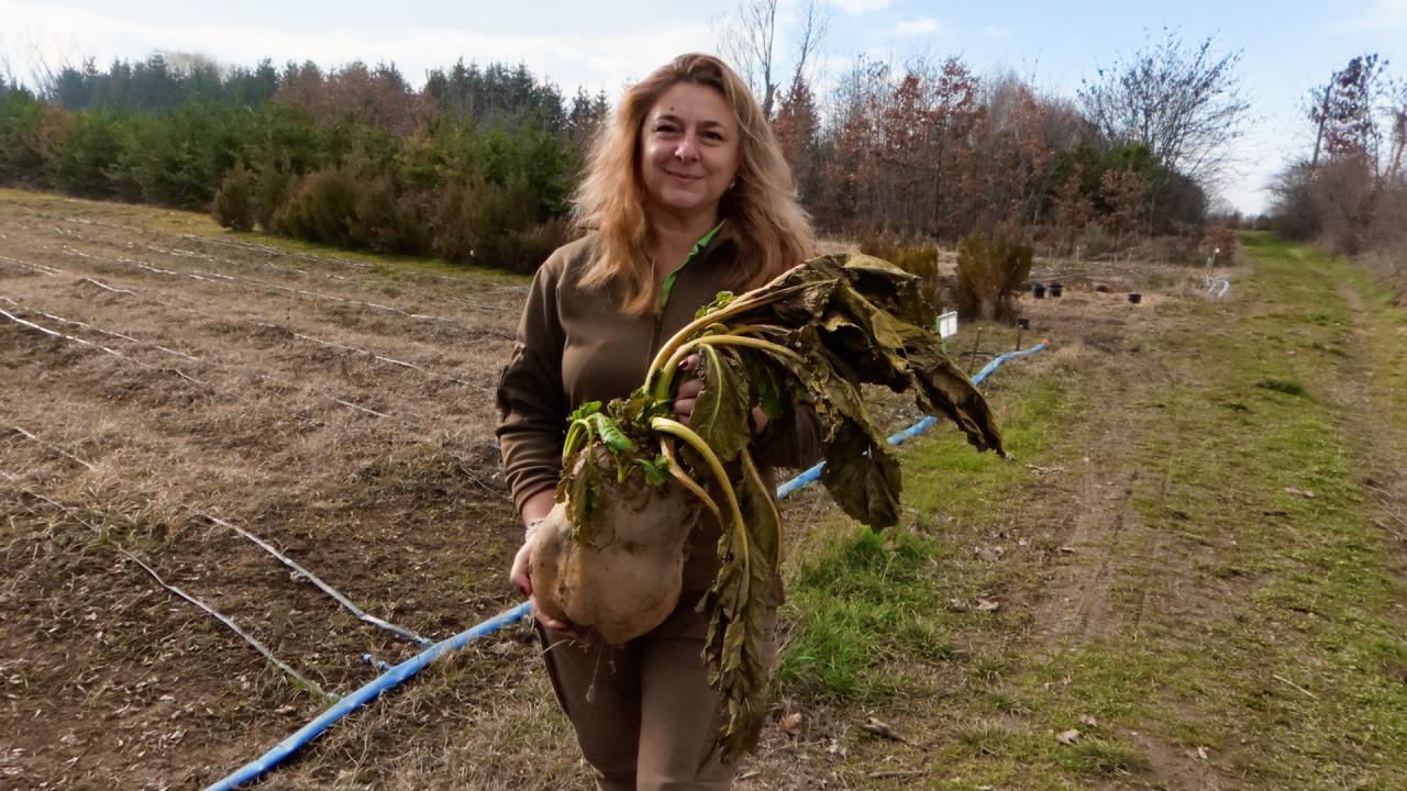 Огромно цвекло отгледаха край Елин Пелин