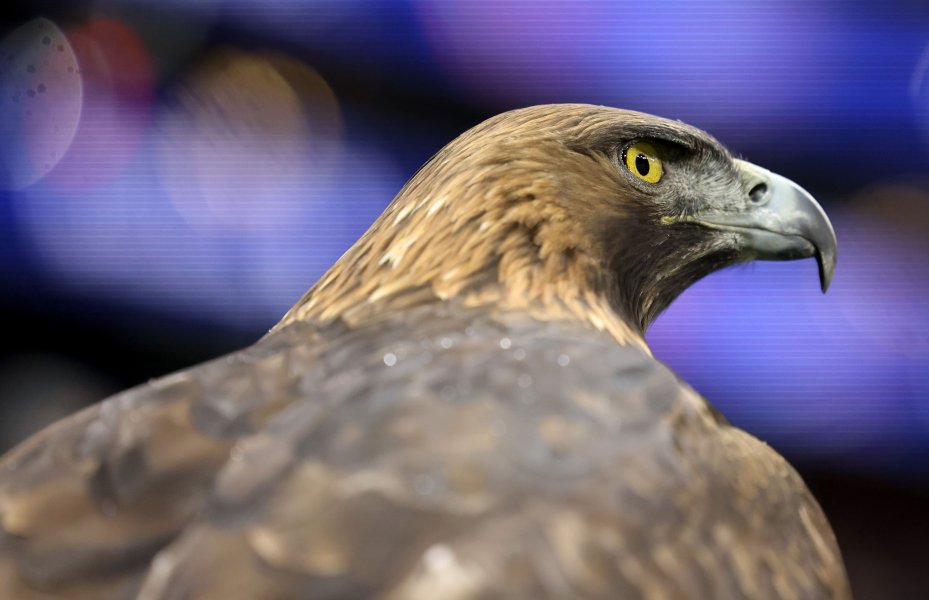 Айнтрахт Франкфурт Тотнъм Хотспър1