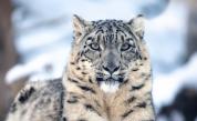 Снежен леопард раздра лицето на скиор в Китай (ВИДЕО)