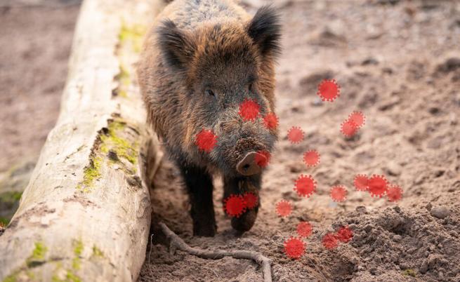 Откриха ново огнище на африканска чума по свинете в Румъния