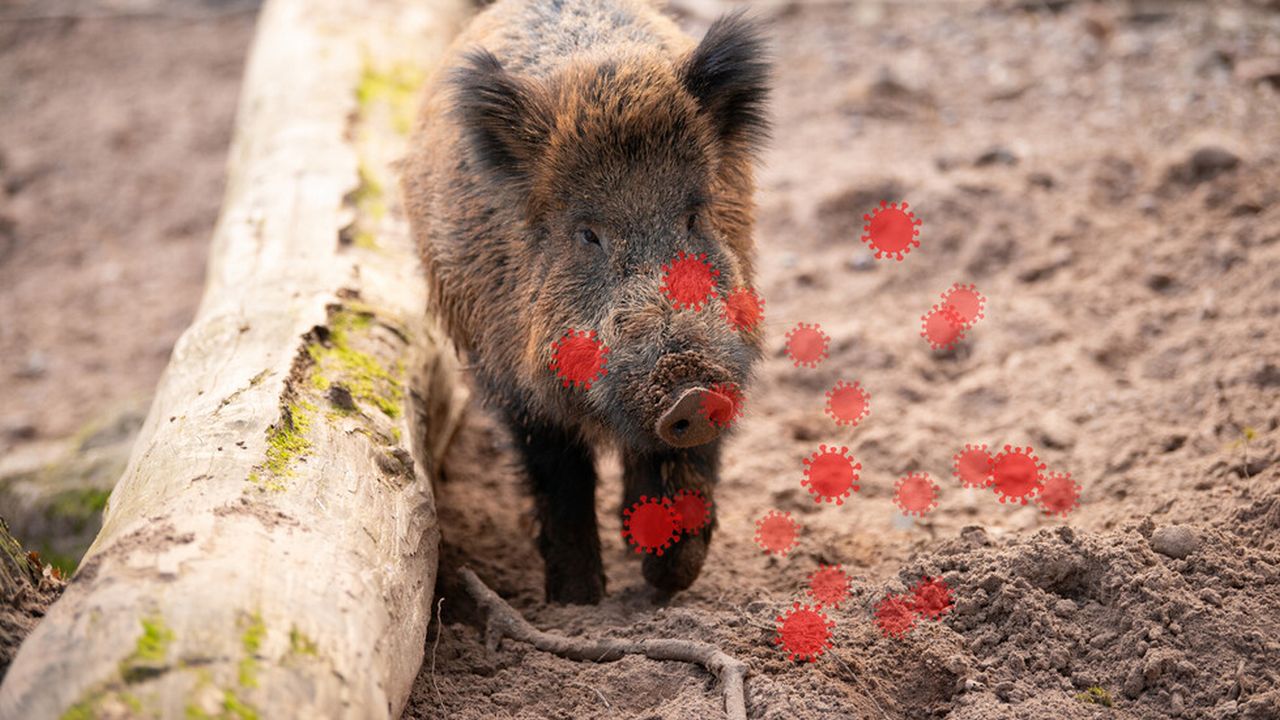 Откриха ново огнище на африканска чума по свинете в Румъния