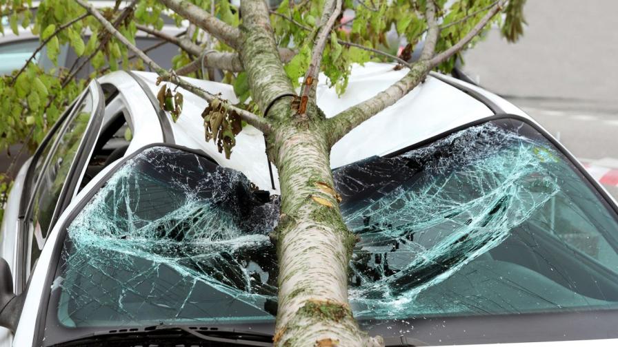 Сняг повали дървета в Пловдив, 11 коли пострадаха