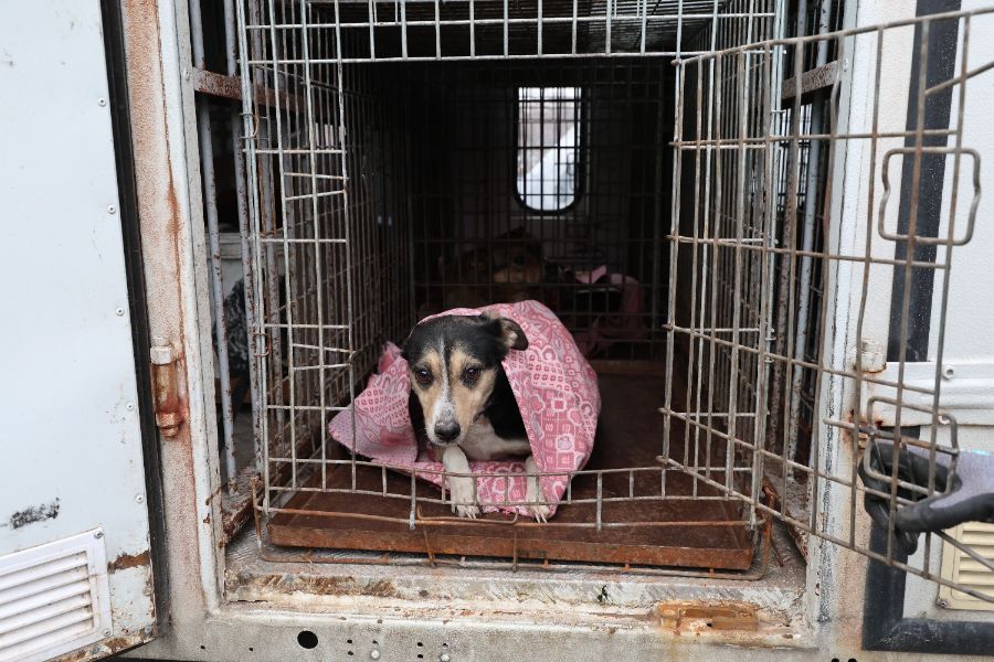 <p>При руска въздушна атака е ударен приют за кучета в украинския град Запорожие, предаде Асошиейтед прес.</p>