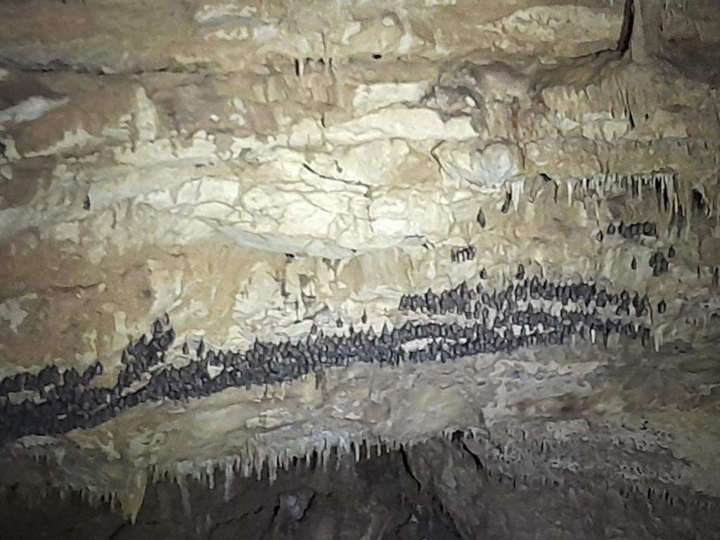 Прилепни колонии в пещера "Бисерна"