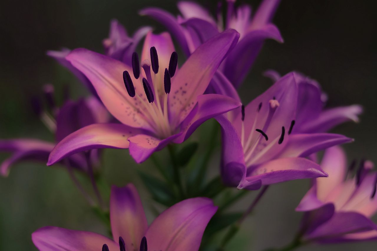 <p><strong>Есенен повод</strong></p>

<p>През есента се появяват ярки оттенъци на по-тъмни цветове, което прави лилавите лилии подходящ избор за сезона.</p>