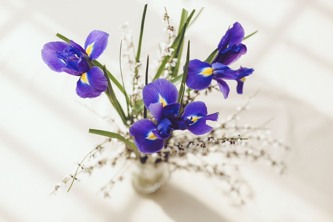 <p><strong>Бързо възстановяване</strong></p>

<p>Искате ли да разведрите човек, прикован към леглото в болница? Донесете им букет от ириси, за да озарите стаята.</p>