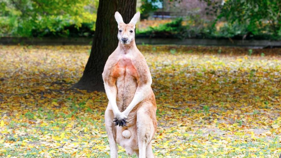 Пенсионер беше брутално нападнат от кенгуру: "Има късмет, че не го разпори"