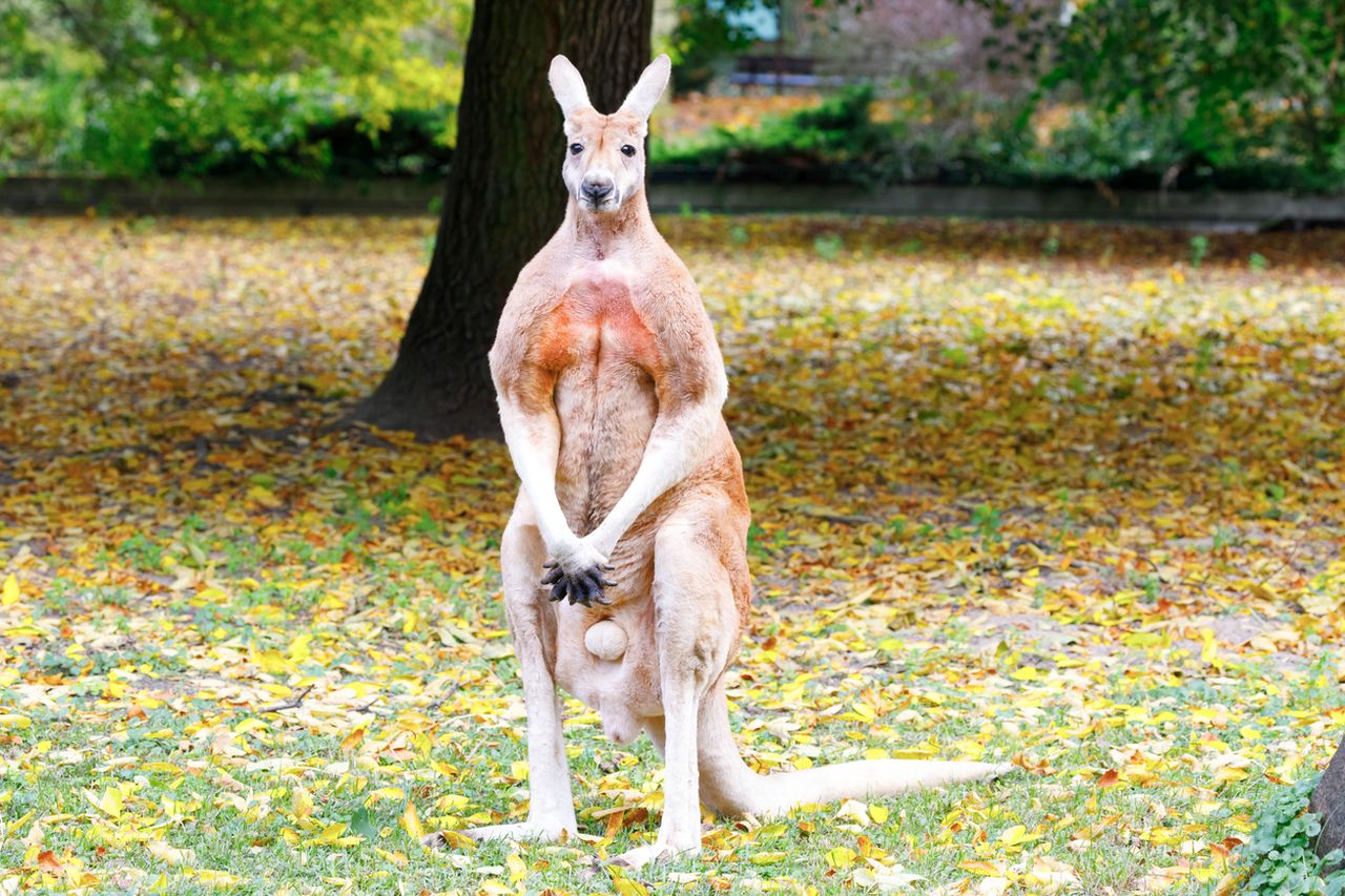 Пенсионер беше брутално нападнат от кенгуру: "Има късмет, че не го разпори"