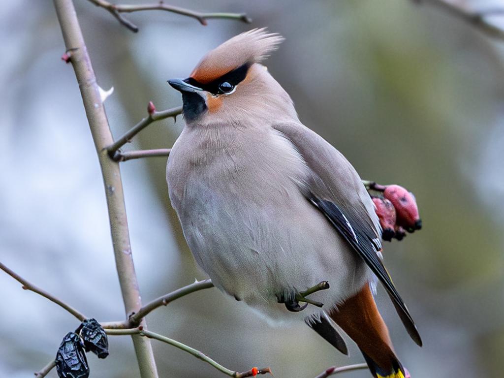 Копринарка