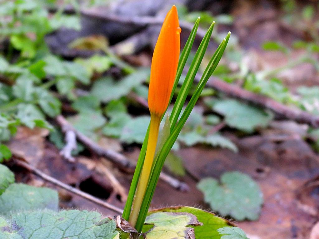 Пролетни минзухари в Лудогорието