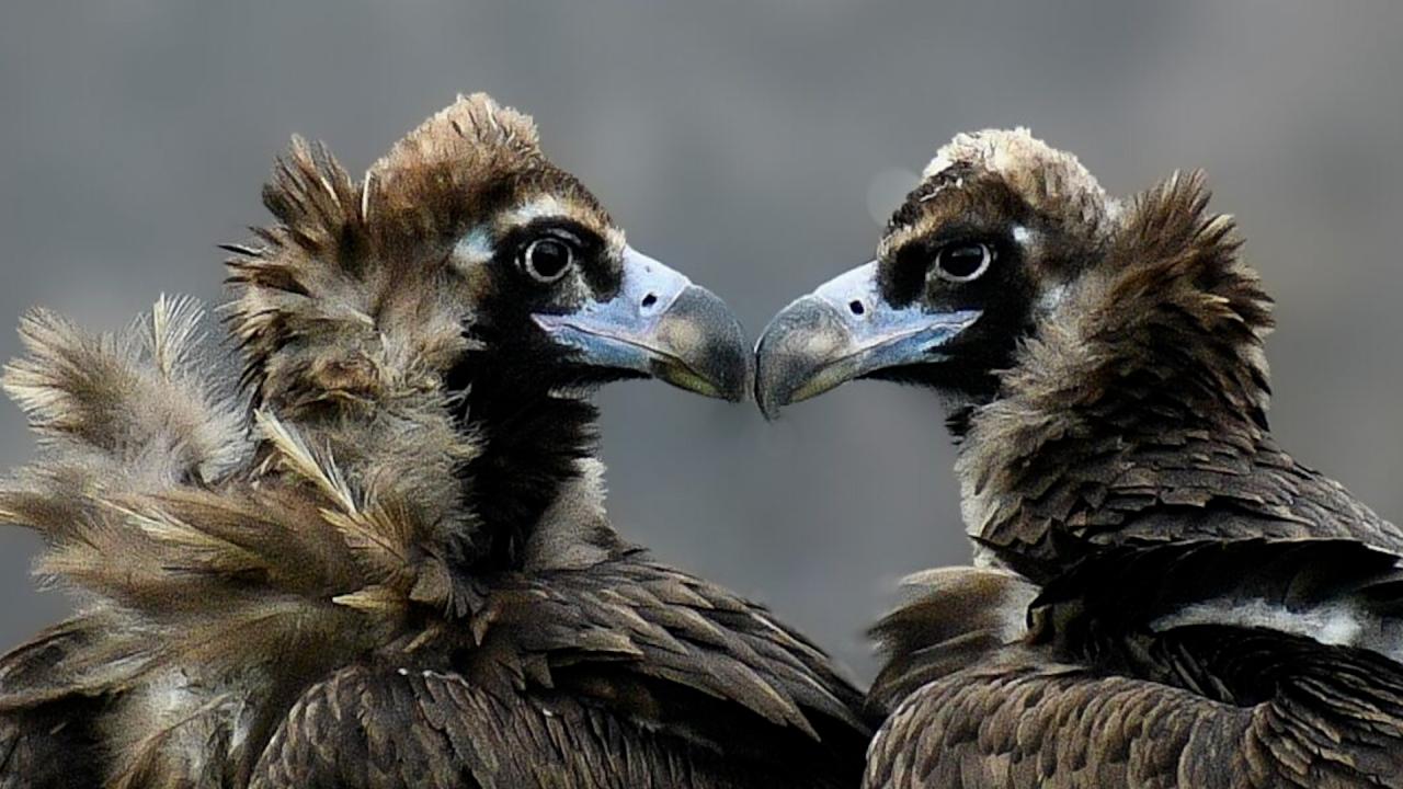 Нова двойка черни лешояди в Източните Родопи