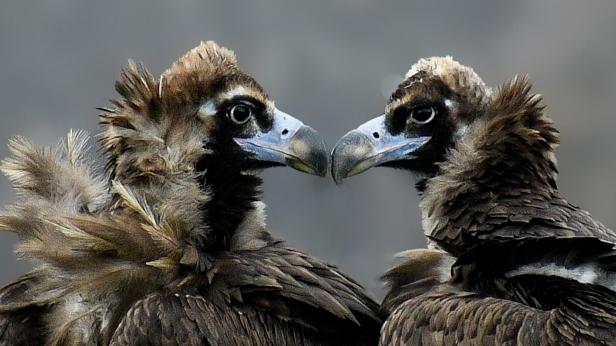 Нова двойка лешояди в Родопите за Деня на любовта