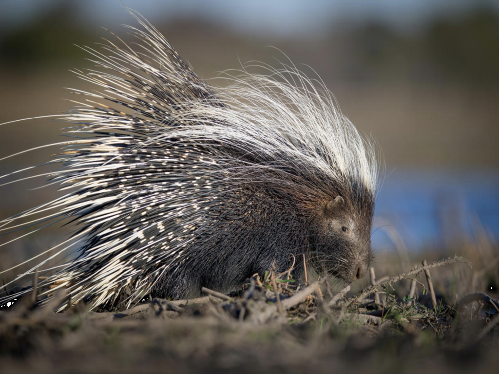 Ухажването при дивите животни