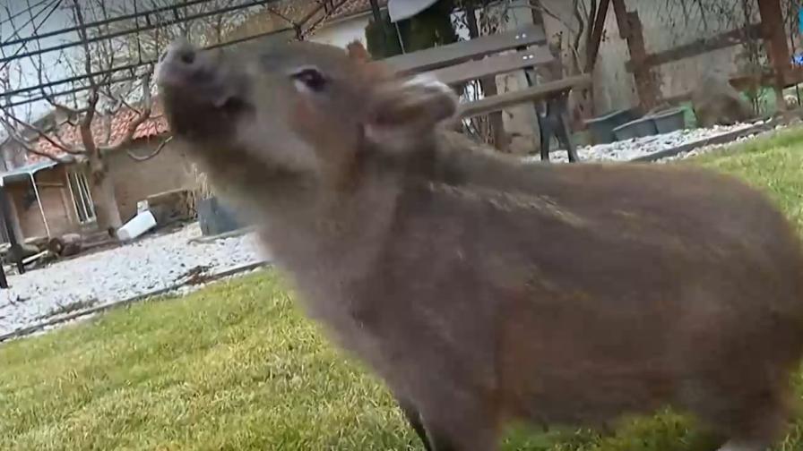 Месарят и неговата Мръвка: Историята на прасенцето, отглеждано като домашен любимец