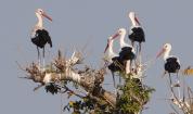 Щъркелите в Сенегал