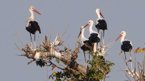Щъркелите се готвят за път към Европа