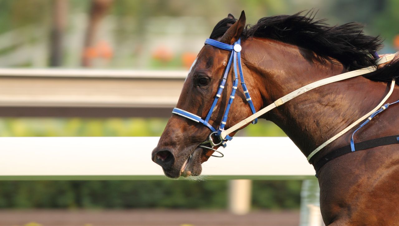 „Крал Нептун“ и отвличането на века: Къде изчезна най-скъпият кон в света?