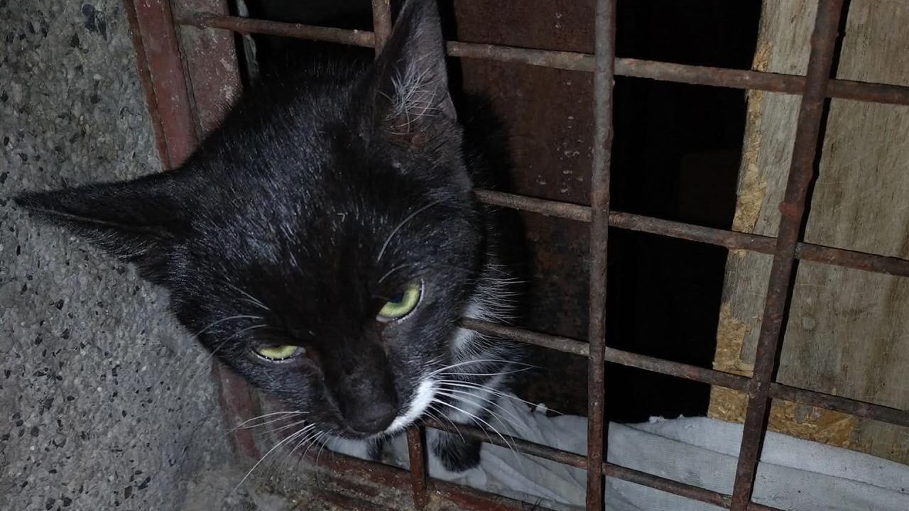 Пожарникари спасиха коте в Пловдив