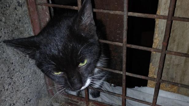 Пожарникари спасиха заклещено коте