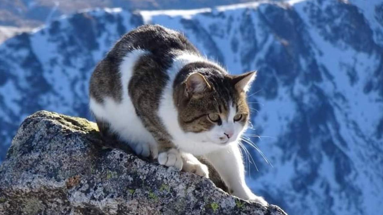 Котаракът Мъри има нужда от помощ