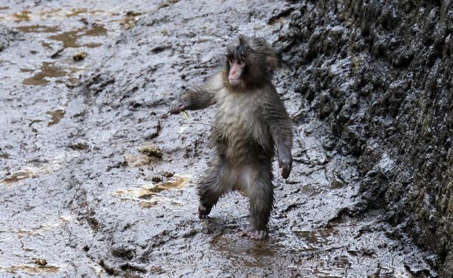 Трагичната истина за сладката маймунка Пънч