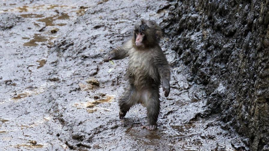 Изоставеният от майка си японски макак Пънч