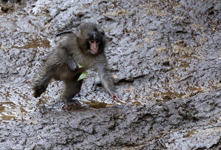 японски макак маймуна маймунка Пънч