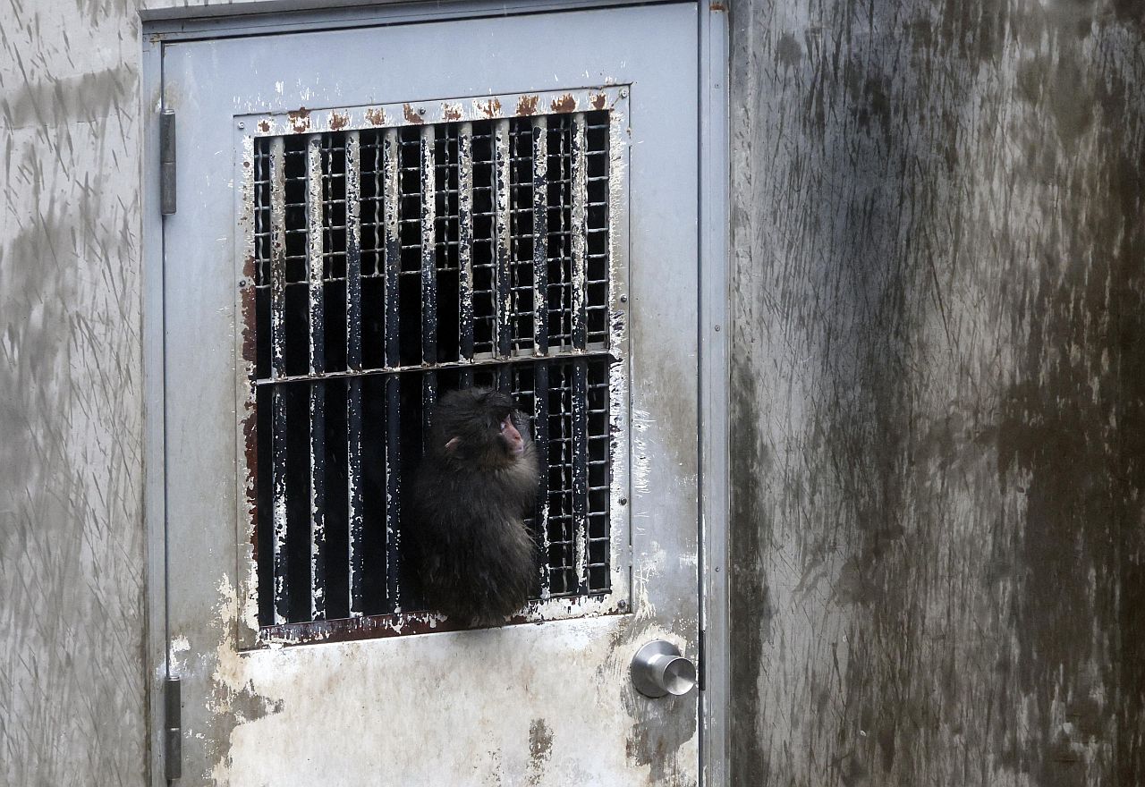 <p>Маймунката Пънч открадна сърцата на милиони в социалните мрежи. Седеммесечният японски макак е роден в зоопарка Ичикава, където е бил отхвърлен от майка си. Гледачите му дали плюшена играчка орангутан, към която той бързо се привързал.</p>