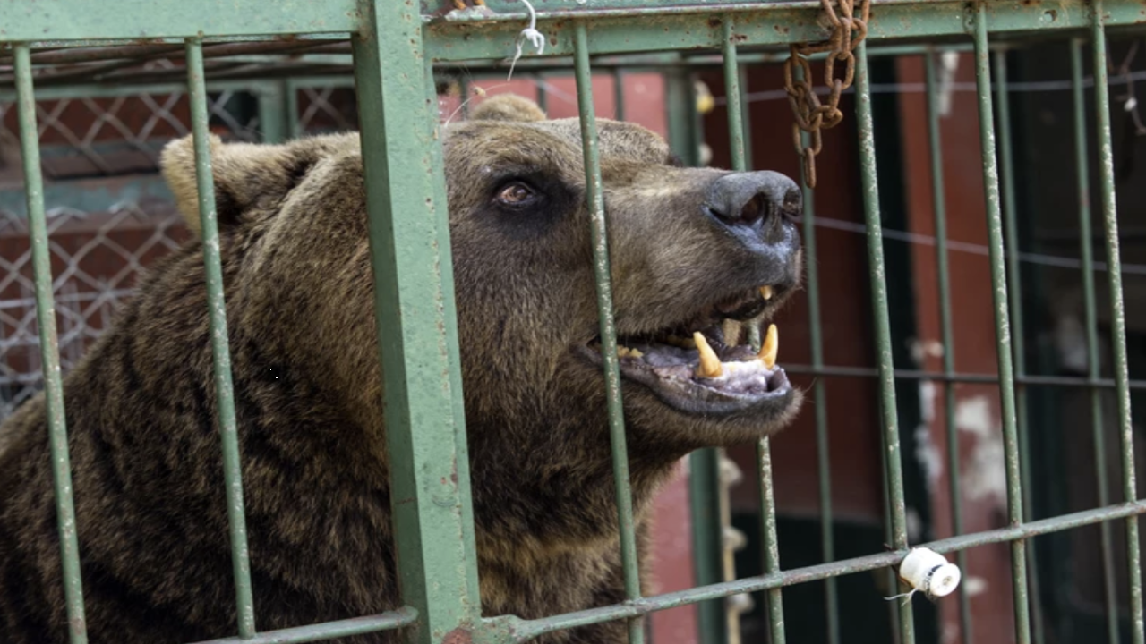 Две мечки от Аржентина намериха нов дом в България