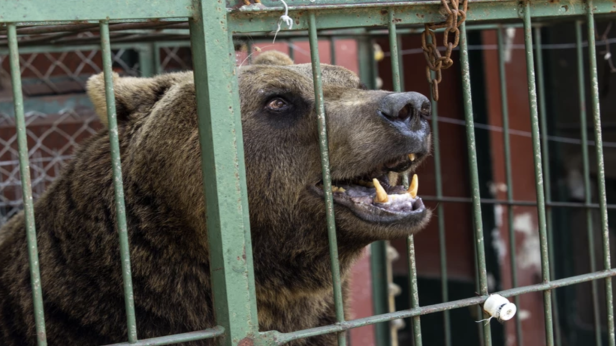Мечки от Аржентина заживяха в България