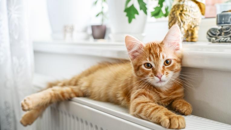 Оранжева котка