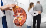 Краят на дългото чакане? Нова технология превръща всеки бъбрек в съвместим за трансплантация