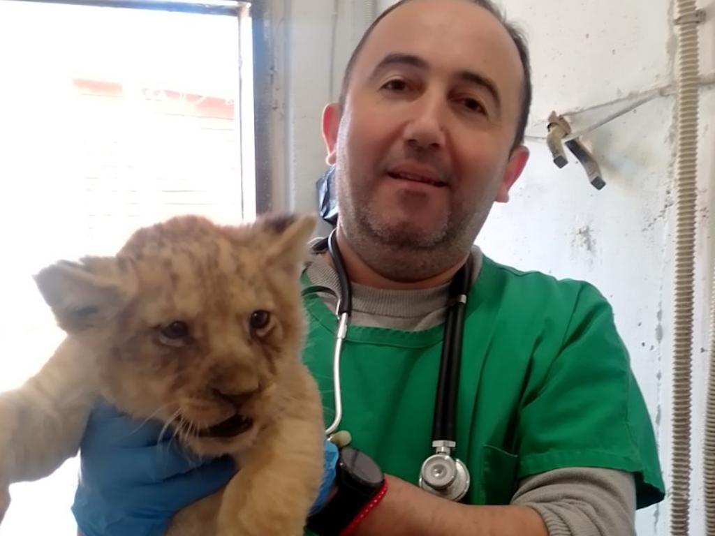 Три малки лъвчета в Зоопарк Стара Загора