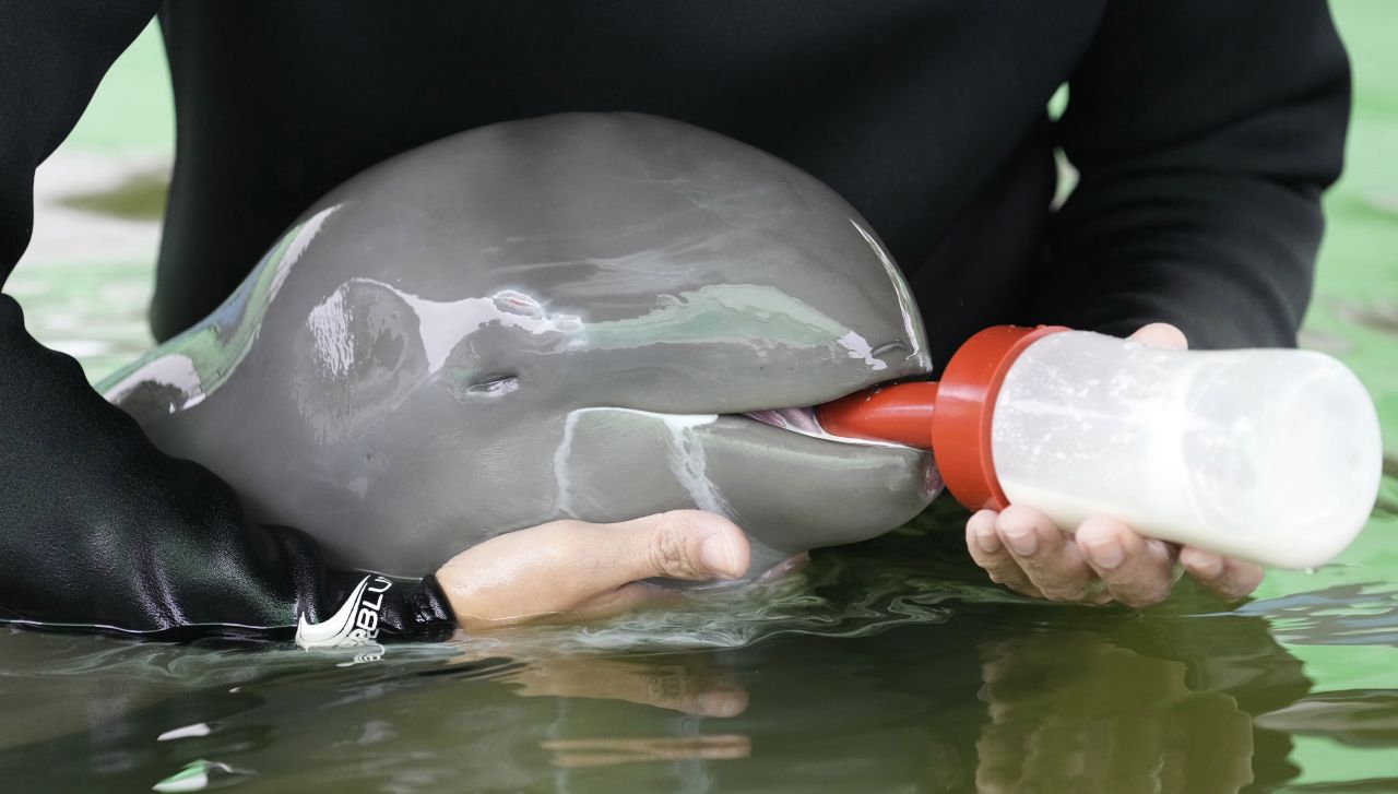 Роди се второ бебе за годината от най-редките делфини в света