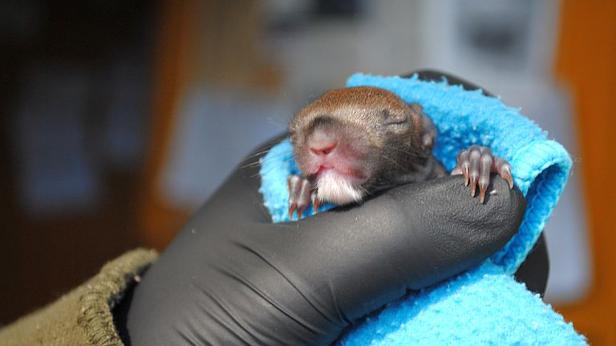 Спасиха 3 бебета катерички в Стара Загора