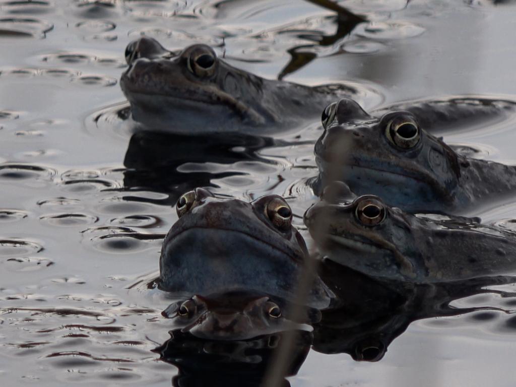Необикновеното пътешествие на планинските жаби