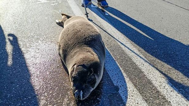 Тюлен монах се разходи по шосе в Гърция