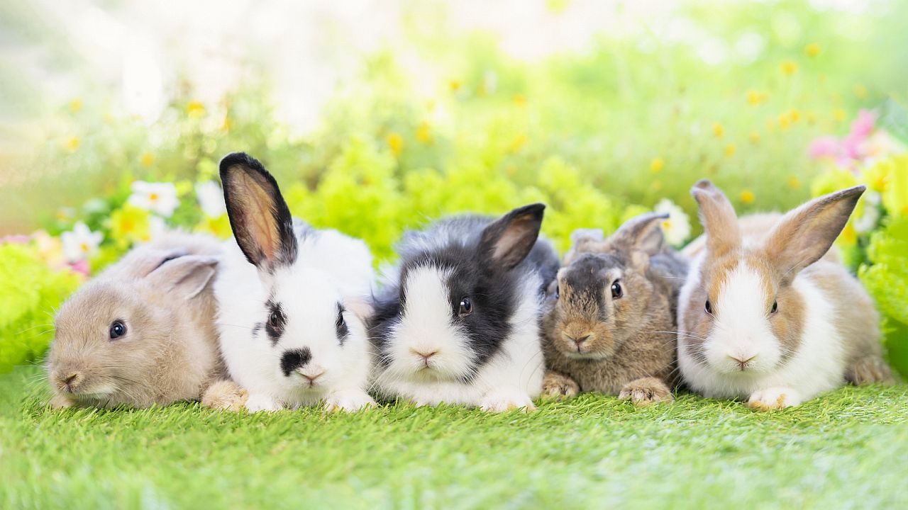 <p><strong>Роден на 6, 15 или 24 - Бебето зайче</strong></p>

<p>Няма нищо по-успокояващо от пухкаво бебе зайче. Тези дати на раждане са свързани с техния чар, тъй като се управляват от Венера, планетата на любовта и удоволствието. Подобно на това сладурче с увиснали уши, вие имате много любов за даване. Вие сте мили, грижовни и не бихте наранили и муха. Хората се чувстват сигурни във ваше присъствие.</p>