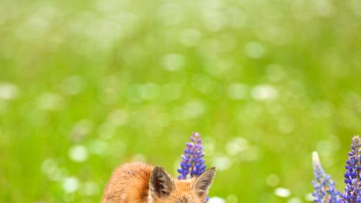 Ето кое новородено животно носи твоята космическа енергия тази пролет