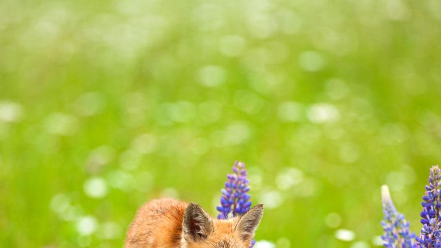 Ето кое новородено животно носи твоята...