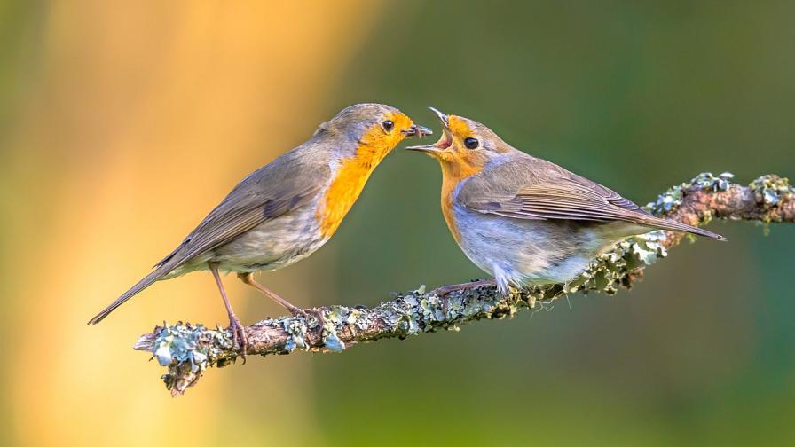 бебе животно