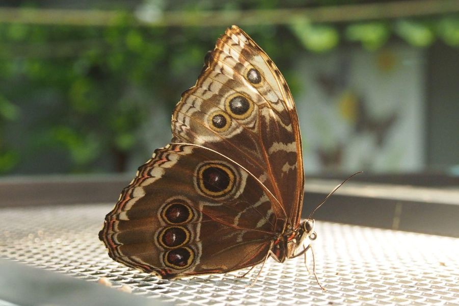 <p>Изложбата на живи тропически пеперуди Butterfly House Varna вече се превърна в едно от любимите места за почивка на граждани и туристи, които идват в града.</p>