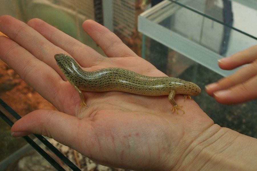 <p>Изложбата на живи тропически пеперуди Butterfly House Varna вече се превърна в едно от любимите места за почивка на граждани и туристи, които идват в града.</p>