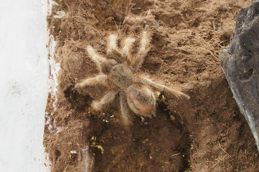 <p>Изложбата на живи тропически пеперуди Butterfly House Varna вече се превърна в едно от любимите места за почивка на граждани и туристи, които идват в града.</p>