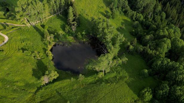 Кое растение "поема" вода 20 пъти, колкото теглото си