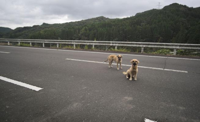 Интернет се влюби в тази глутница изгубени кучета, прибиращи се у дома. Жалко, че историята е фалшива